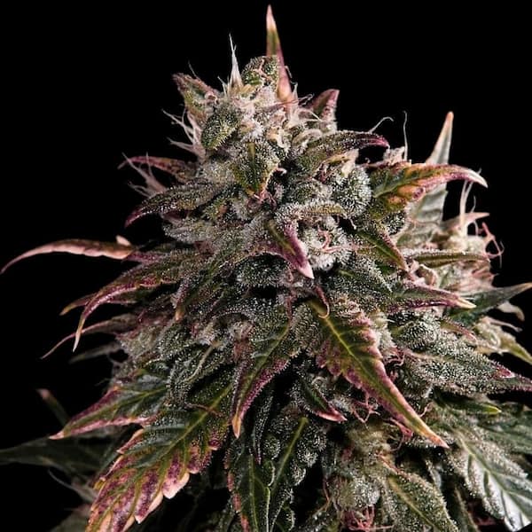 Bubble Bath > Empire Seeds | Feminized Cannabis   |  Indica